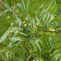 Azadirachta indica NEEM TREE / INDIAN LILAC (5 seeds)