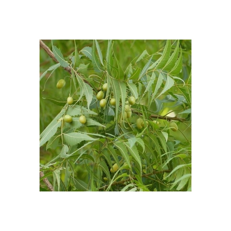 50St Niembaum Neembaum Samen Azadirachta Lndica Heilpflanze Margosa Neem Pflanze 