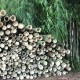bambu-gigante