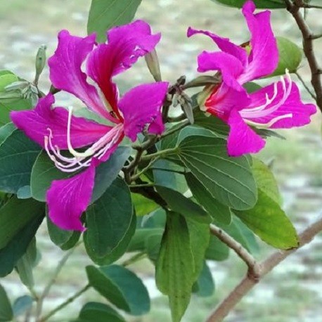 Bauhinia variegata 5 Seeds ** Very Fresh Seeds ** Pink Orchid Tree