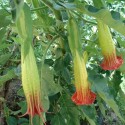 Brugmansia sanguinea ROTE ENGELSTROMPETE (5 samen)