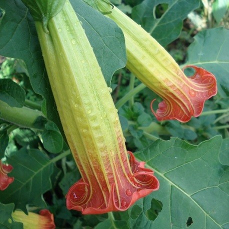 red-angel-trumpet-plant
