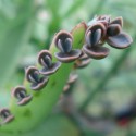 Bryophyllum daigremontiana BRUTBLATTER (pflanze)
