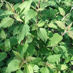 Calea zacatechichi AZTEKISCHES TRAUMKRAUT (pflanze)