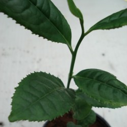 Camellia sinensis CHINESE TEA (plant)