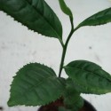 Camellia sinensis THÉIER, PLANT DE THÉ (plante)