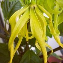 Cananga odorata YLANG-YLANG (10 seeds)