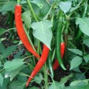 Grow Your Own Vegetable KRAIDO Capsicum Annuum 50 Seeds Chilli Spicy Hot Pepper de Cayenne Sow by Nov 2025 