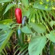 jalapeno-pepper