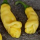 piment-penis-jaune
