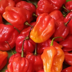 habanero-chili-pepper