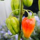 habanero-chili-pepper-seeds