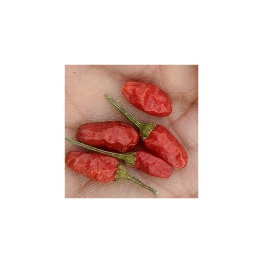 Más De 100 Semillas De Chile Ojo De Pájaro: La Cosecha Más Picante Y Fácil Para Tu Huerto Casero