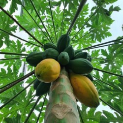 Carica papaya MELONENBAUM / PAPAYA (10 samen)