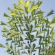 Caryota-fishtail-palm-seeds