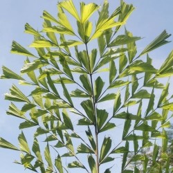 Caryota mitis PALMA COLA DE PEZ (5 semillas)