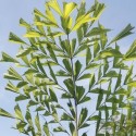 Caryota mitis FISHTAIL PALM (5 seeds)