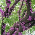 Cercis siliquastrum JUDAS TREE / LOVE TREE (10 seeds)