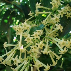 night-blooming-jasmine-plant