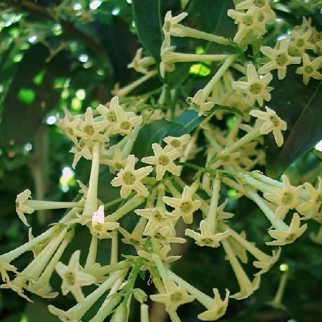 night-blooming-jasmine-plant