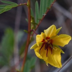 Chamaecrista fasciculata PLANTA SENSORIAL (10 semillas)
