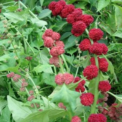 epinard-fraise-plante