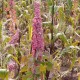 chenopodium-quinoa