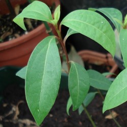 camphor-tree-plant