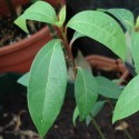 Cinnamomum camphora ARBOL DE ALCANFOR (planta)