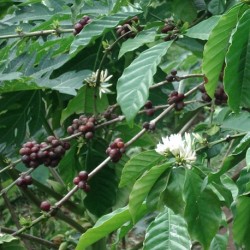 Coffea arabica CAFÉ ARABIQUE / CAFÉIER ARABE (10 graines)