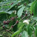 Coffea arabica CAFÉ ARABIQUE / CAFÉIER ARABE (10 graines)