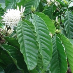 Coffea arabica COFFEE TREE (plant)