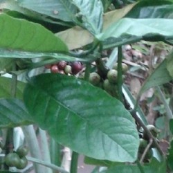 Coffea canephora CAFETO CAFÉ ROBUSTA (10 semillas)