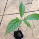 kola-tree-plant