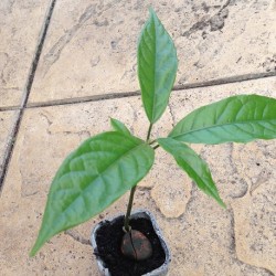 kolabaum-pflanze