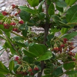Coriaria ruscifolia HERBE AUX TANNEURS / REDOUL (10 graines)