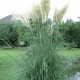 pampas-grass-seeds