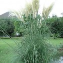 Cortaderia selloana PAMPAS GRASS (20 seeds)