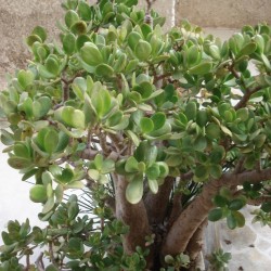 Crassula ovata PLANTE DE JADE / ARBRE DE JADE (plante)