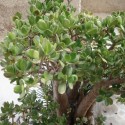 Crassula ovata JADEBAUM (pflanze)