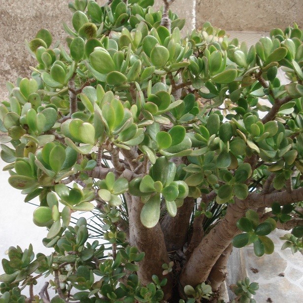 Geldbaum Zimmerpflanzen 2 GeldbäumchenHobbit Höhe 20-30cm röhrenförmige Sprossen mit roter Spitze Crassula ovata Topfgröße Ø 12 cm Crassulaceae 