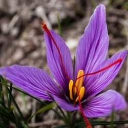 Crocus sativus SAFRAN (3 knollen)