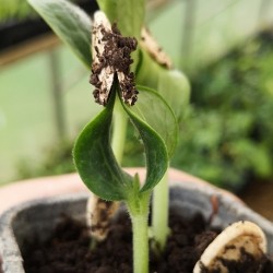 Cucurbita maxima CALABAZA ATLANTIC GIANT (5 semillas)
