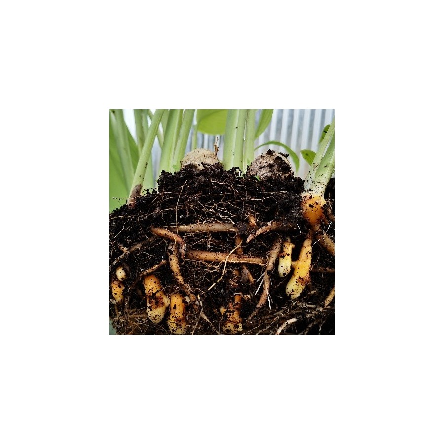Turmeric live plant, Curcuma longa for sale