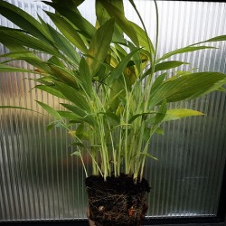 Curcuma longa TURMERIC (plant)