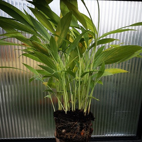 kurkuma-pflanze