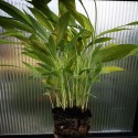 Curcuma longa CURCUMA SAFRAN DES INDE CURRY (plante)