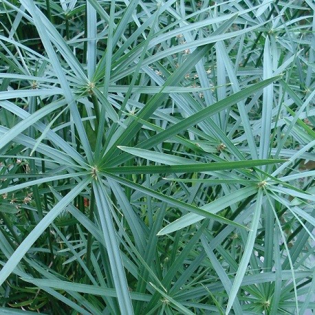Umbrella Papyrus Live Plant Cyperus Alternifolius For Sale