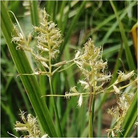 Tiger Nuts Tuber Chufa Sedge Seeds For Sale Cyperus Esculentus 