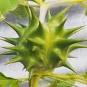 Datura ferox CHINESE THORN-APPLE (10 seeds)
